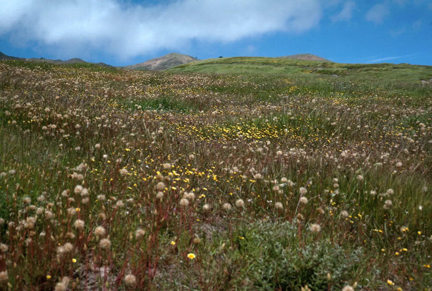 Microseris heterocarpa, Layia (tidy tips) , East end of Fraser Point Road, Santa Cruz Island