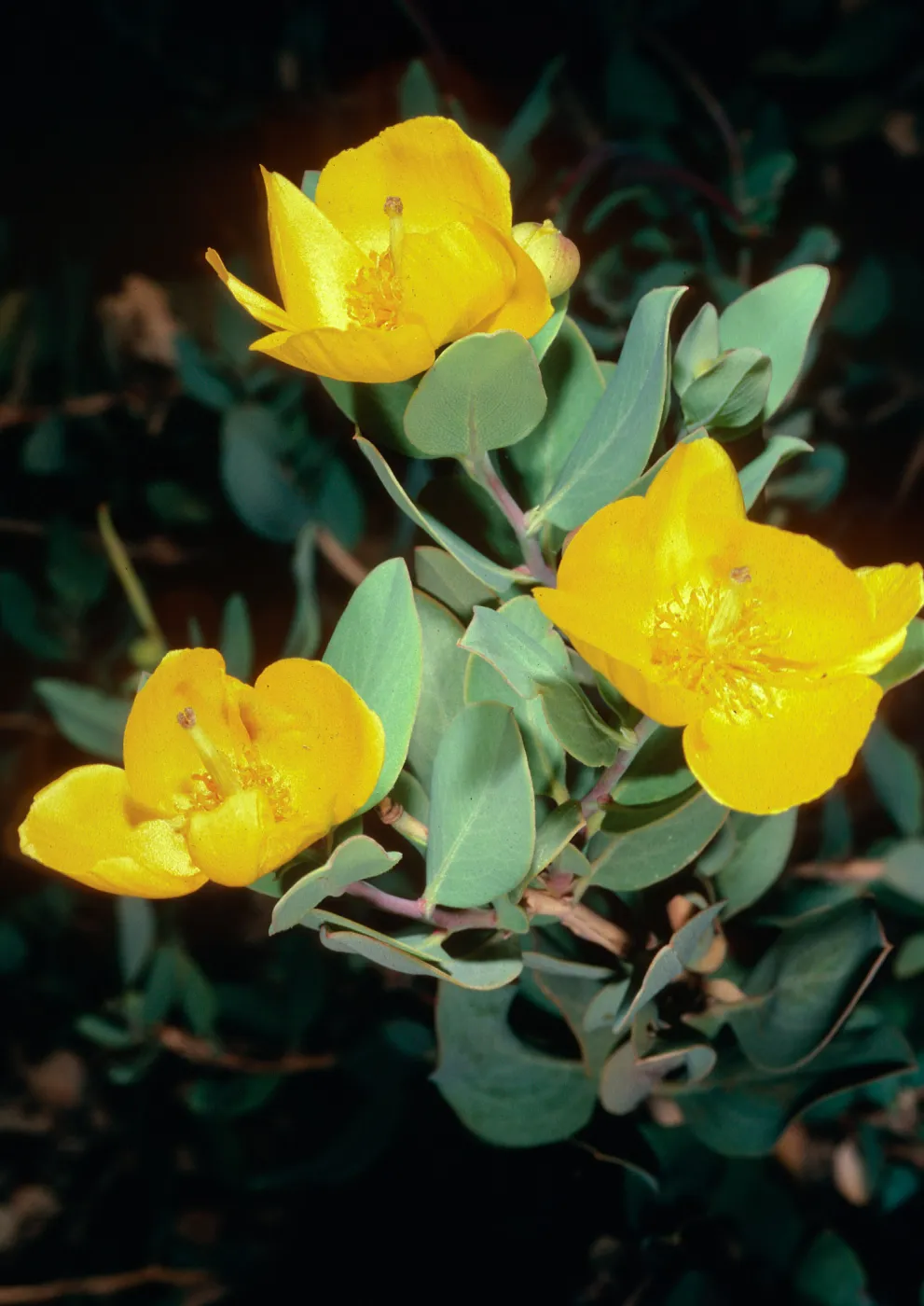 Dendromecon, Islay Canyon, Santa Cruz Island
