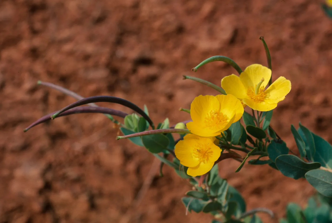 Dendromecon, Islay Canyon, Santa Cruz Island