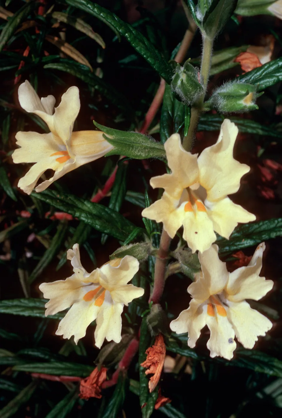 Diplacus longiflorus, West of Embudo, Santa Cruz Island