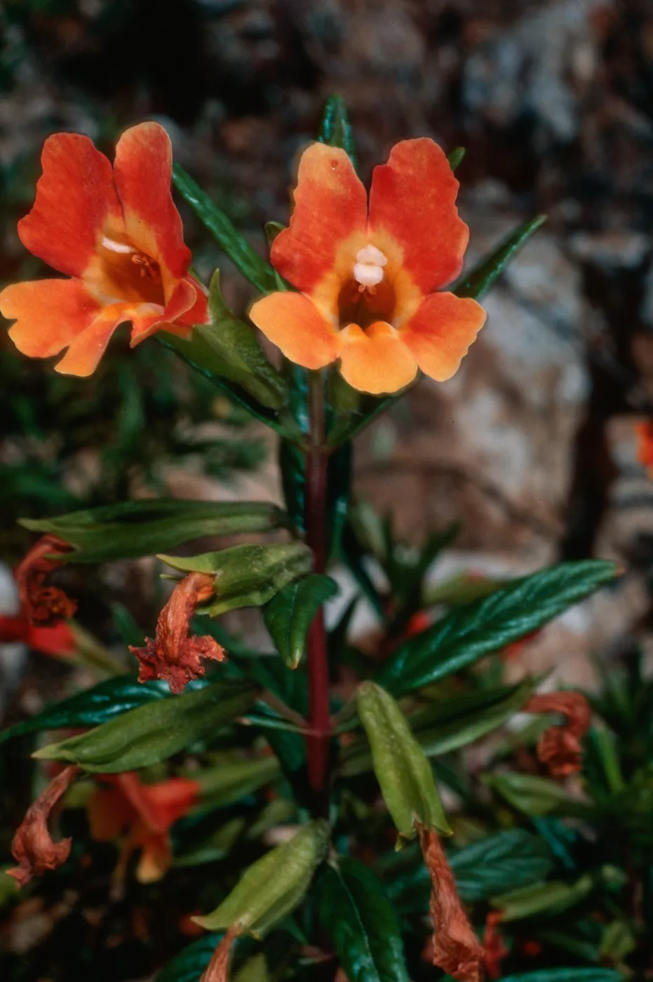 Mimulus flemingii x longiflorus, CaÃ±ada Larva, Santa Cruz Island
