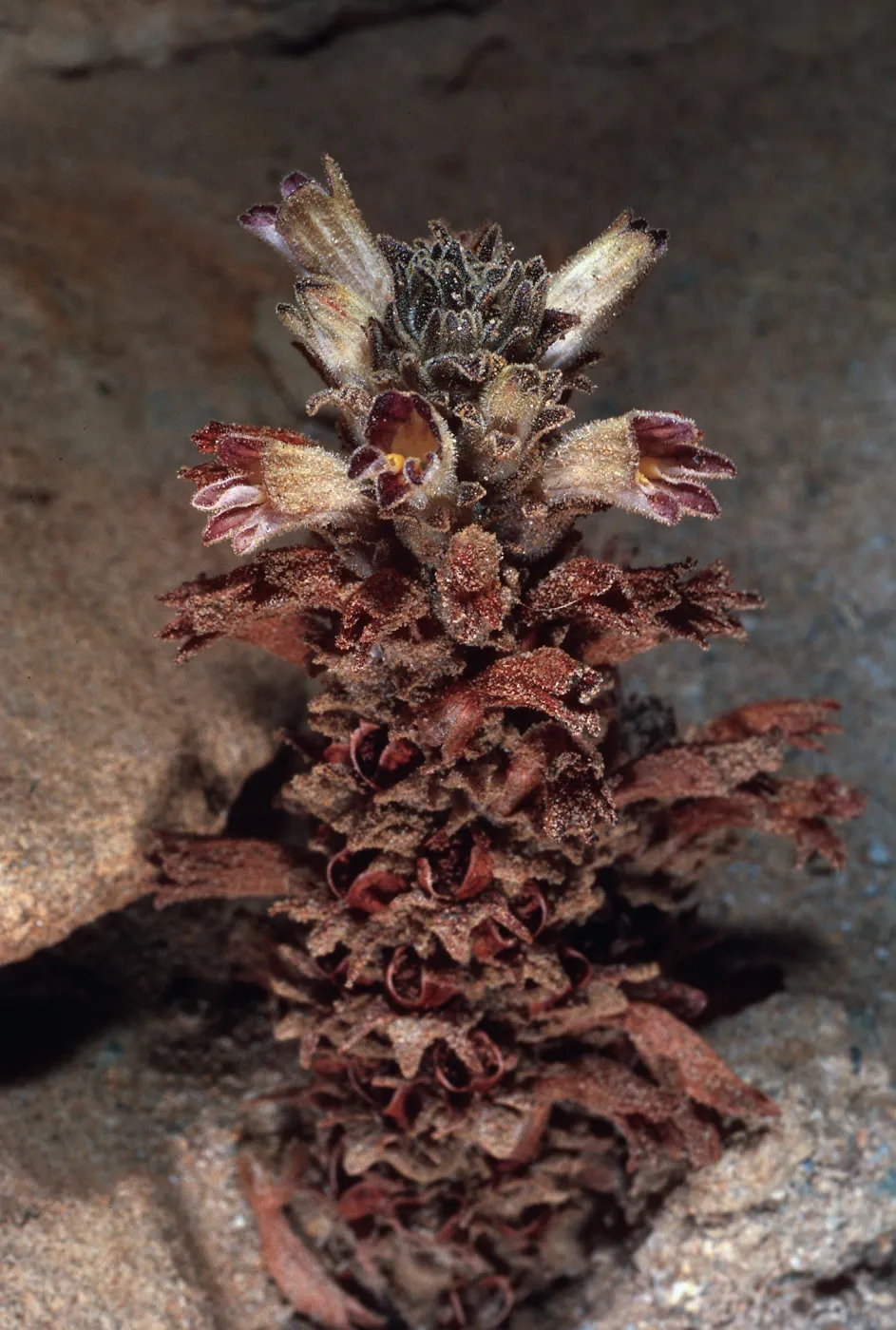 Orobanche parishii brachyloba, South end of Christy Beach, Santa Cruz Island