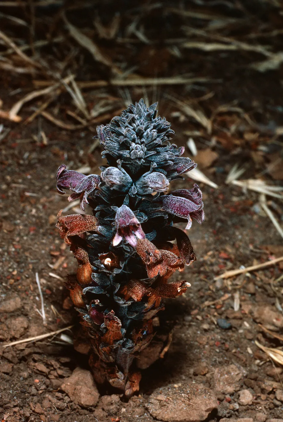 Orobanche bulbosa, collected in Christy Pines, Santa Cruz Island