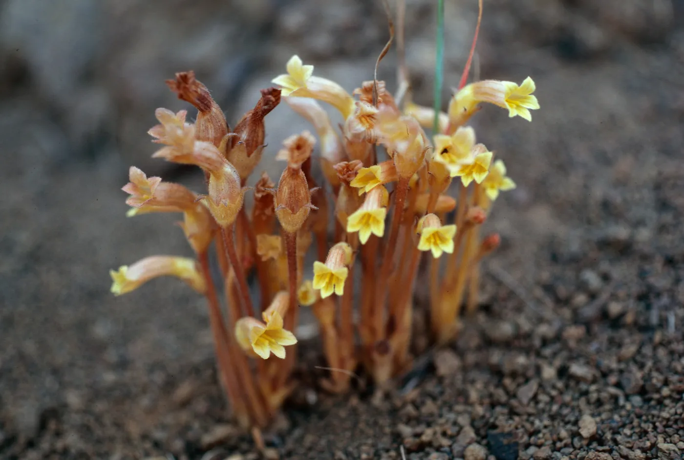 Orobanche fasciculata, Portezuela grade, Santa Cruz Island