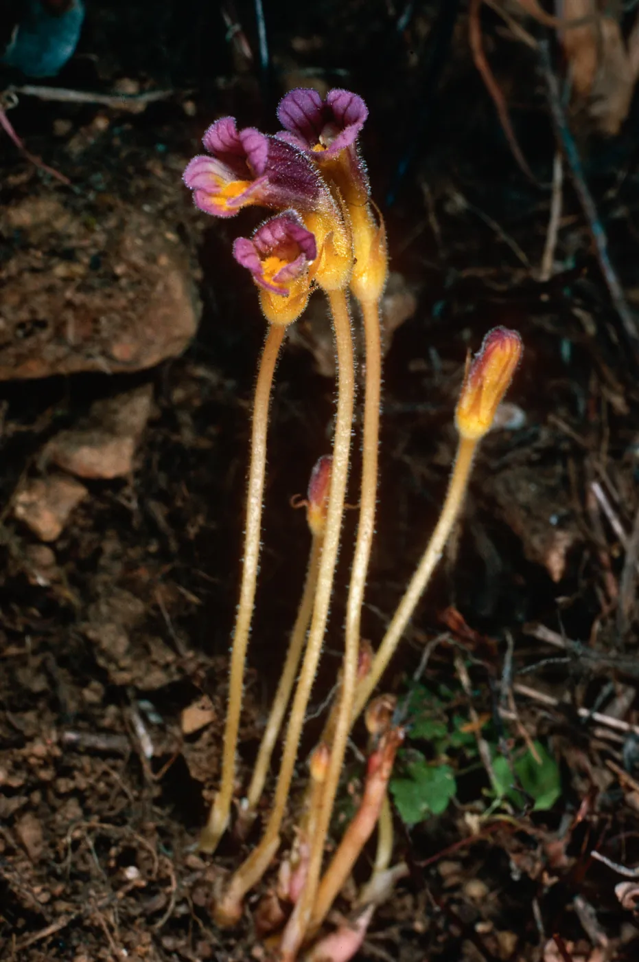 Orobanche uniflora, Santa Cruz Island