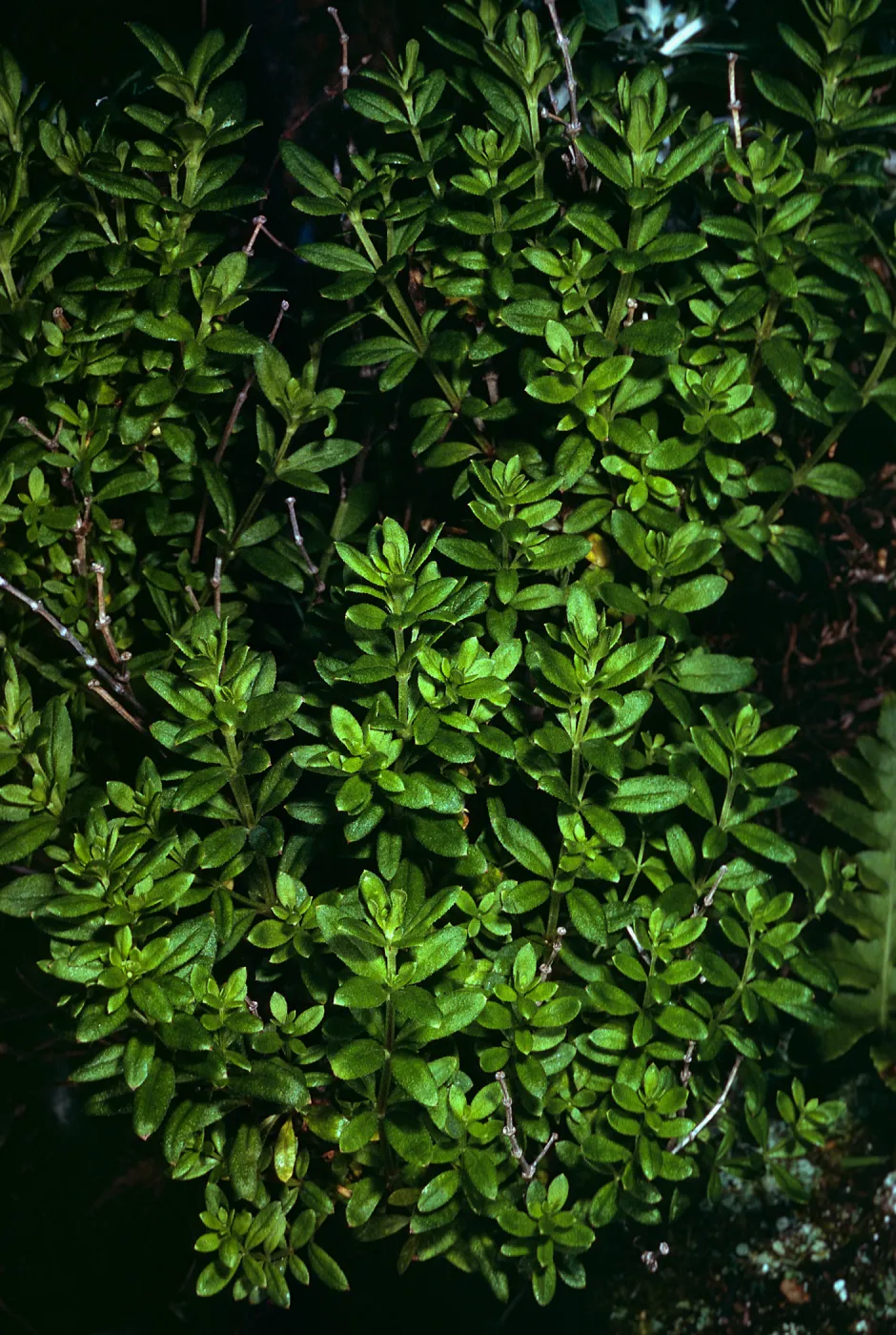 Galium buxifolium, Sea Bluffs, West of Eagle Canyon, Santa Cruz Island