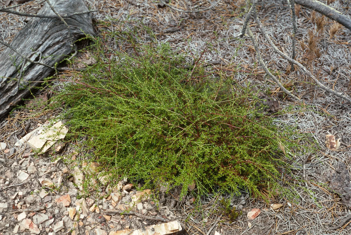 Galium nuttallii insulare, China Pines, Santa Cruz Island