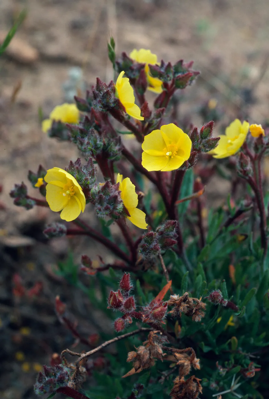 Helianthemum greenei, SC-676, South ridge, 1 mile East of Christy Barn, Santa Cruz Island