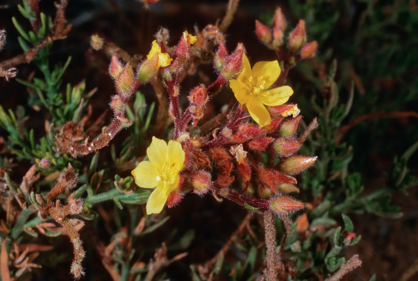Helianthemum greenei, Christy Pines, Santa Cruz Island