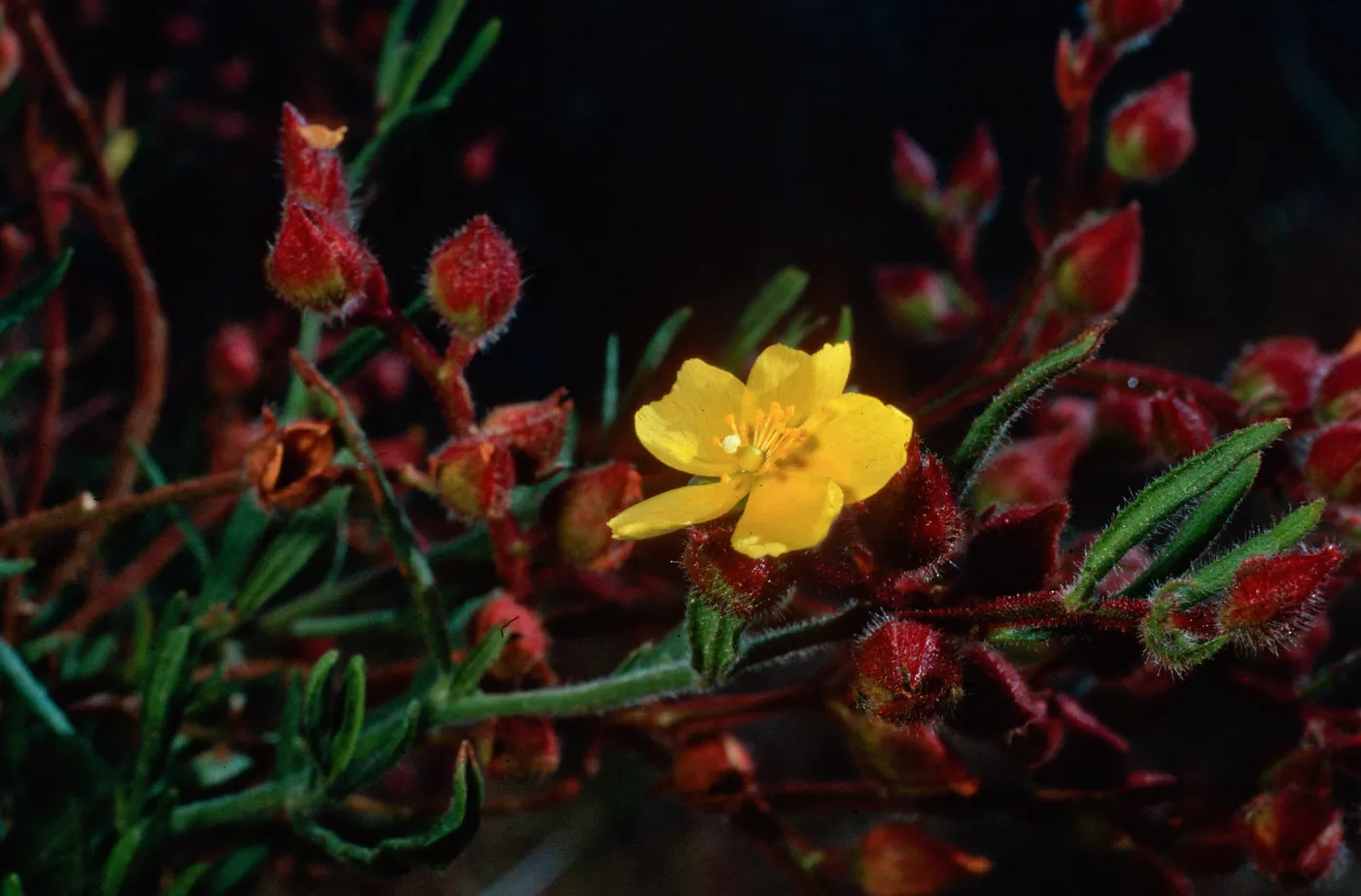 Helianthemum greenei, road to South ridge from ranch, Santa Cruz Island