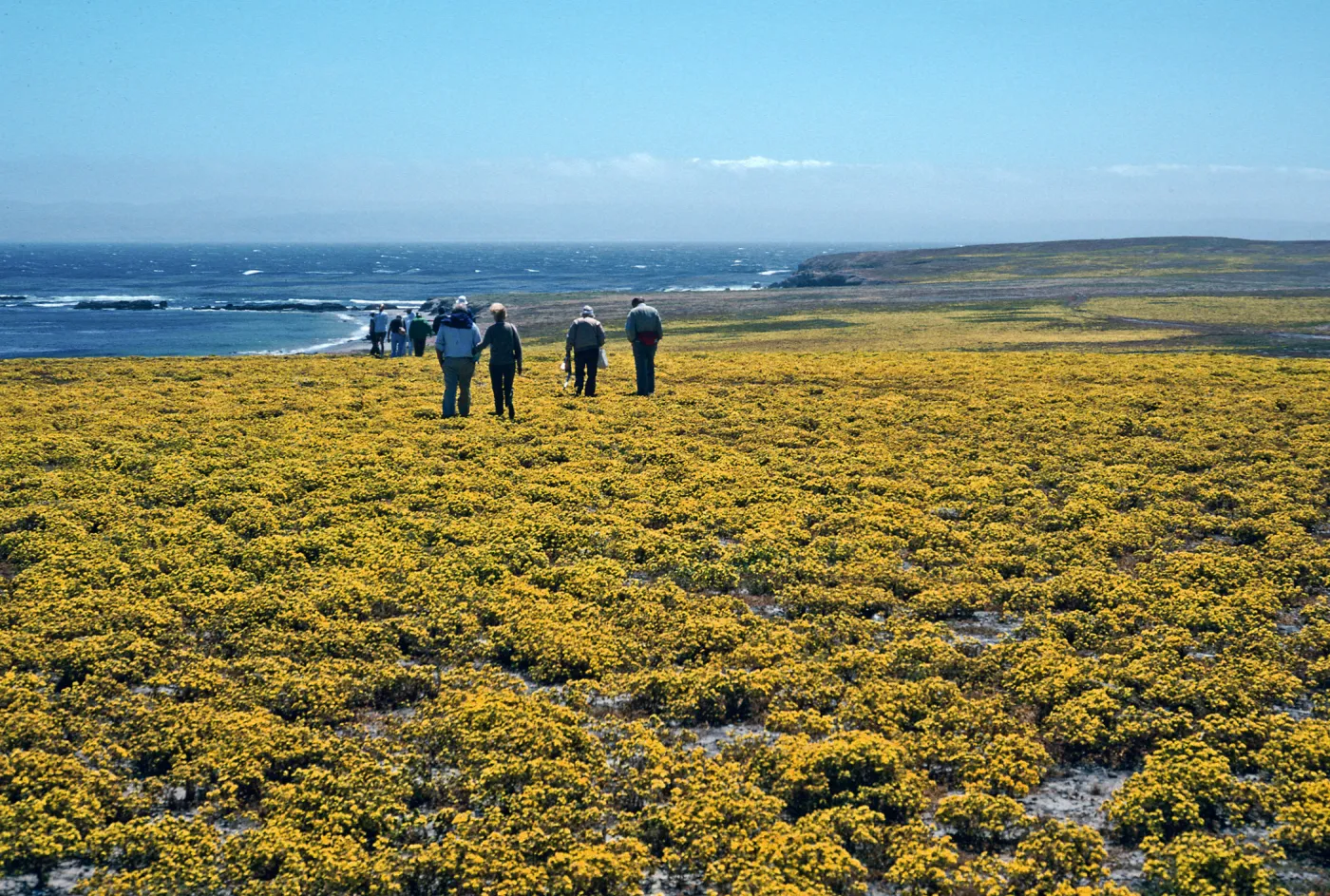Hemizonia fasciculata, Forneys Cove, Santa Cruz Island