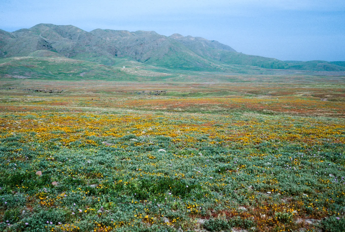 Lasthenia, Forneys Cove area, Santa Cruz Island
