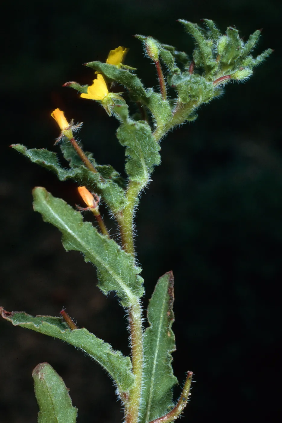 Camissonia micrantha, SC-2294, Coches Road, Santa Cruz Island