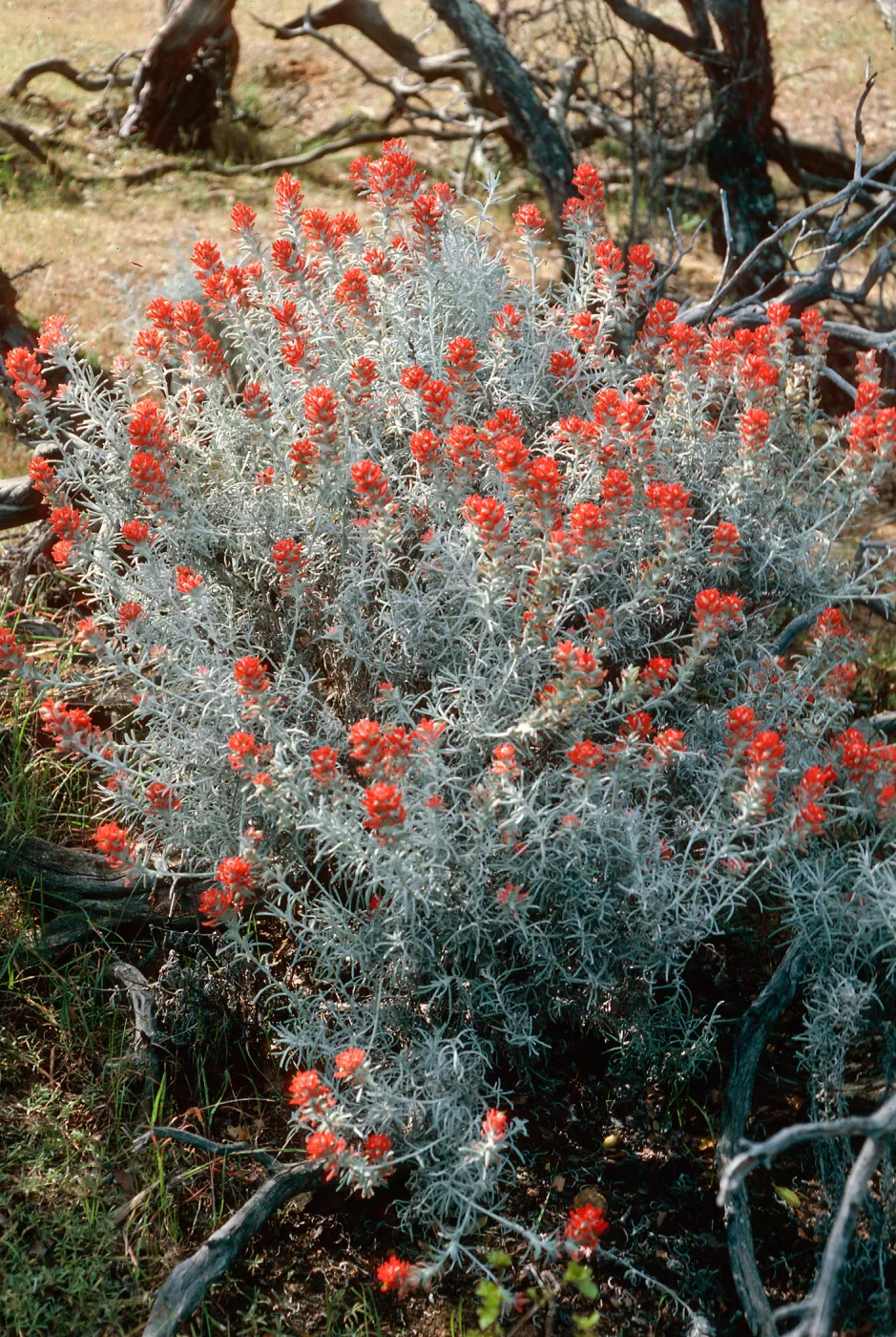 Castilleja hololeuca, CaÃ±ada de la Mina, Ironwoods, Santa Cruz Island
