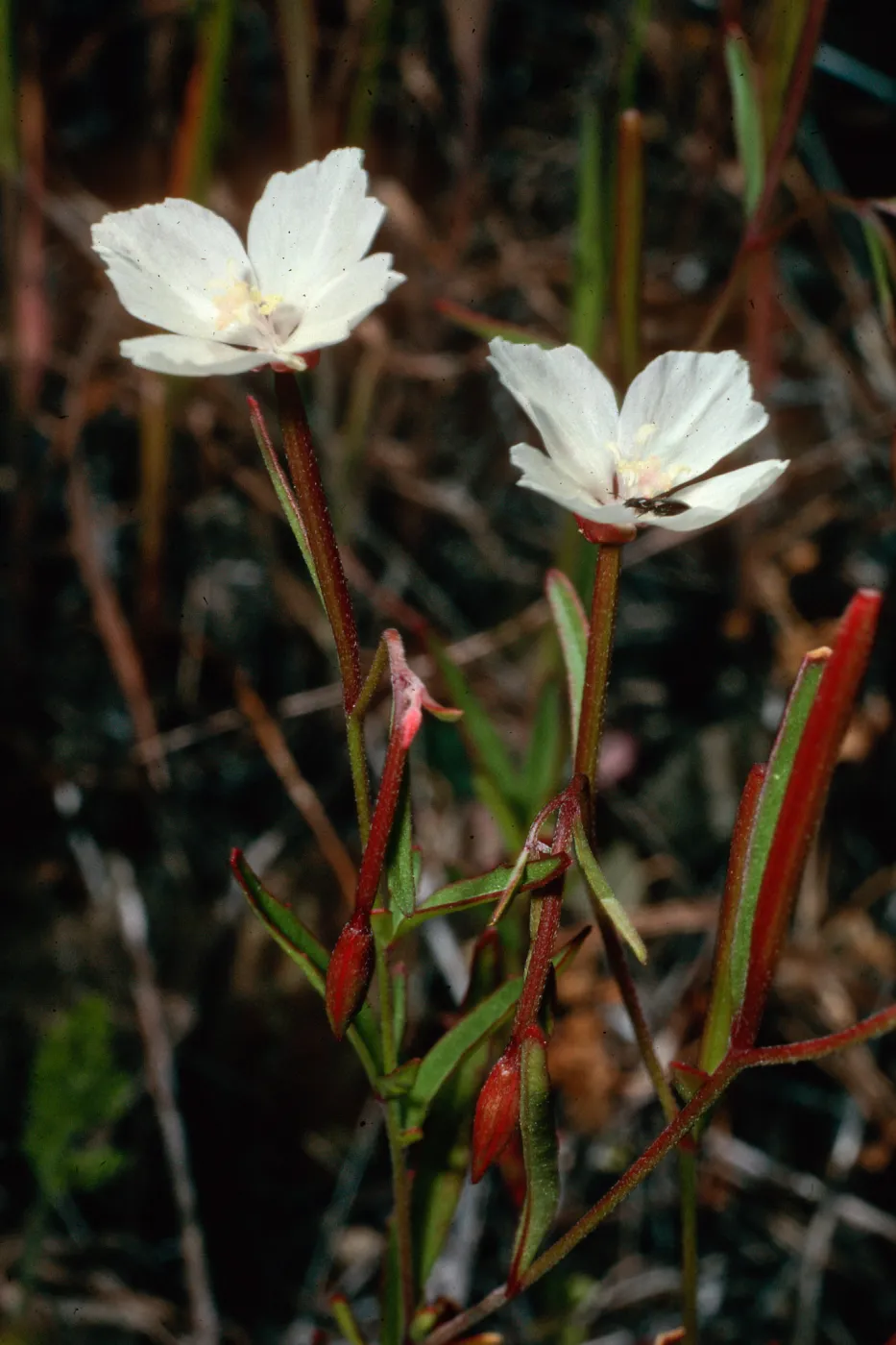 Clarkia epilobioides, upper Sauces Canyon, Santa Cruz Island