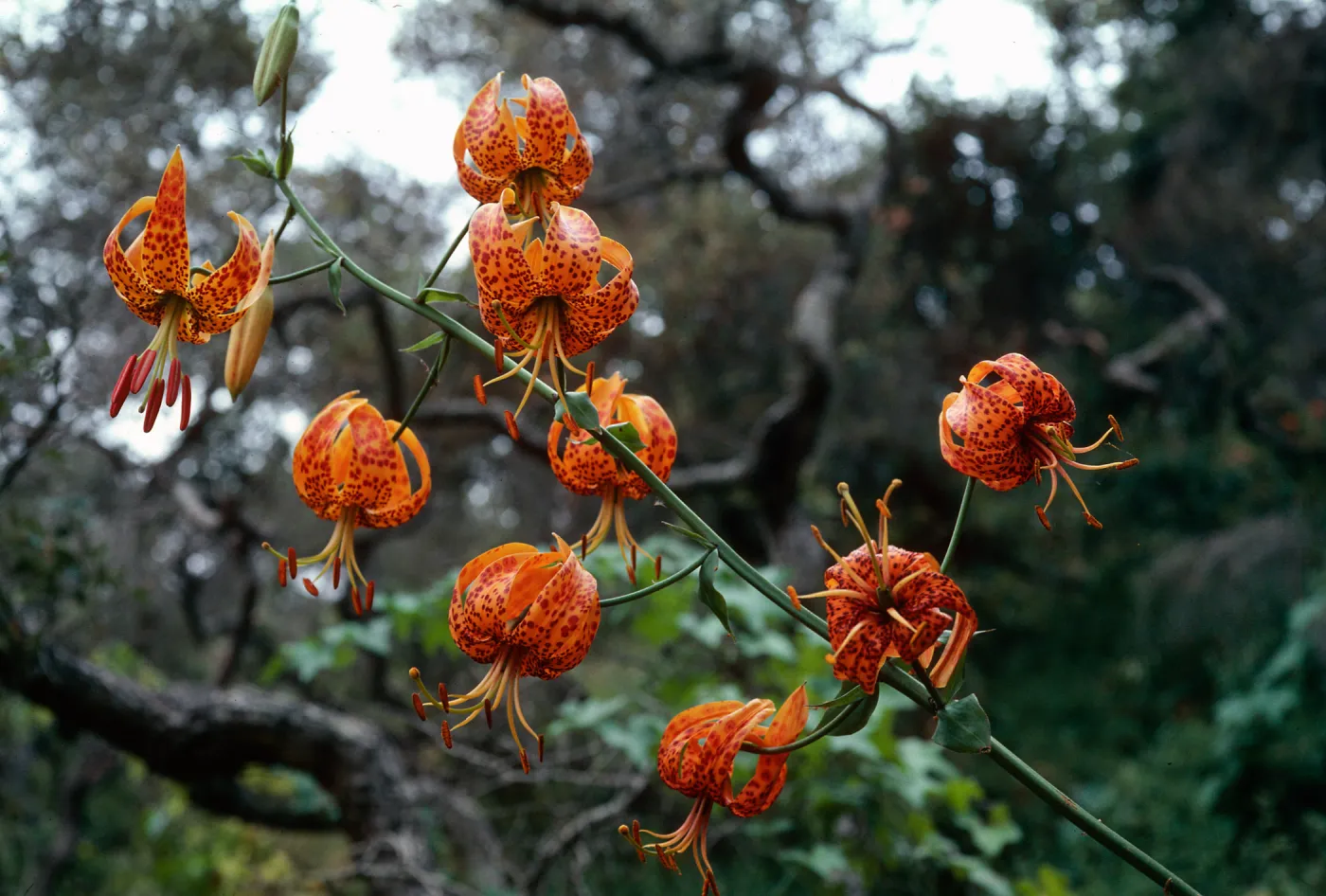 Lilium humboldtii, Central Valley, just West of U. C. Field Station, Santa Cruz Island