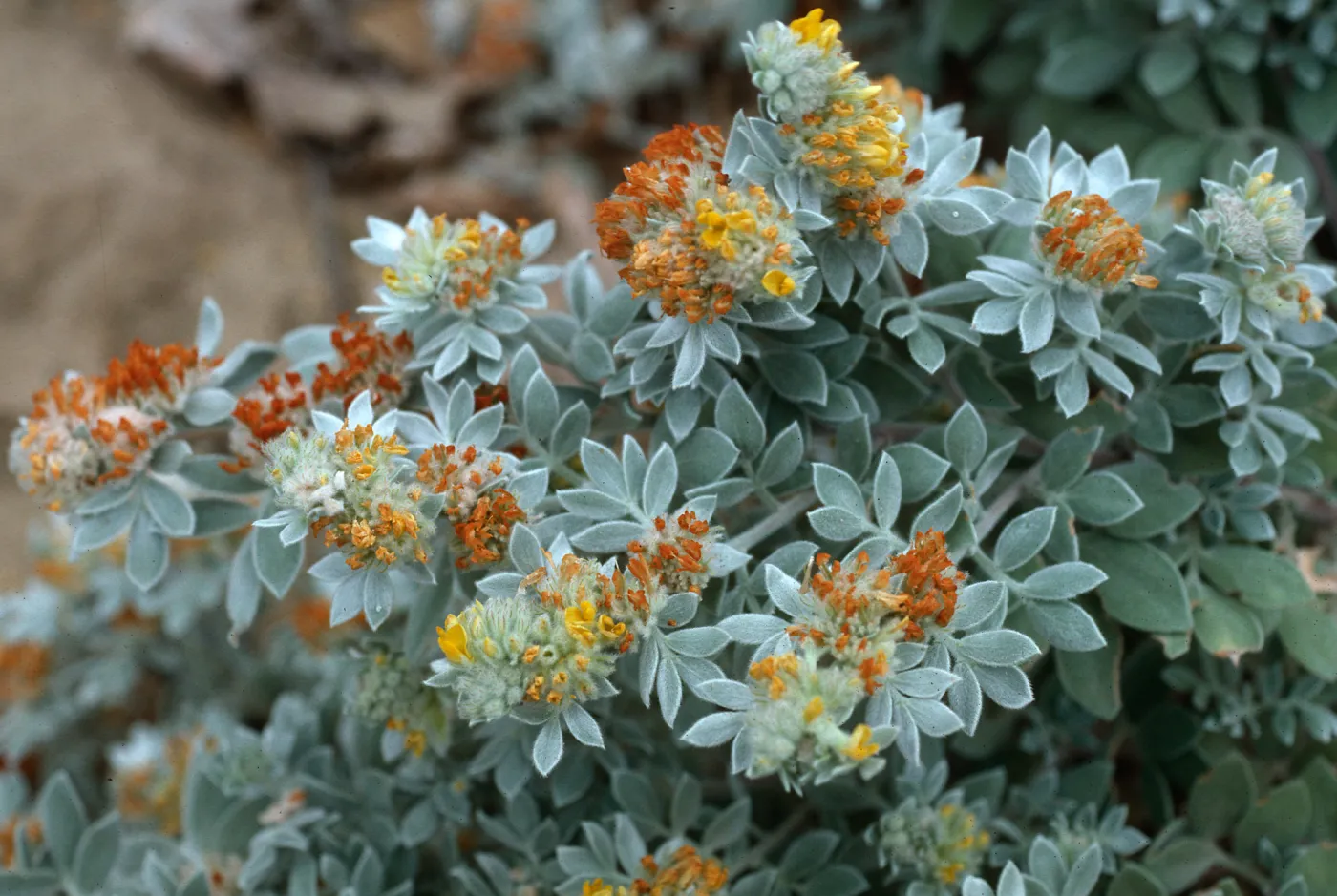 Lotus argophyllus niveus, CaÃ±ada Del Puerto, Santa Cruz Island