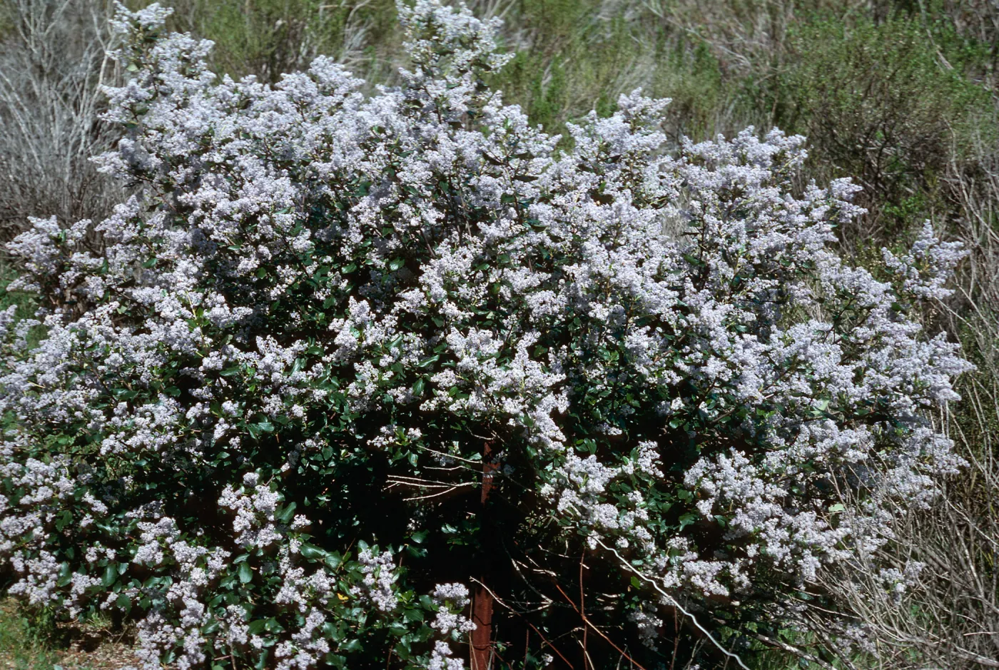 Ceanothus arboreus, South ridge, Santa Cruz Island