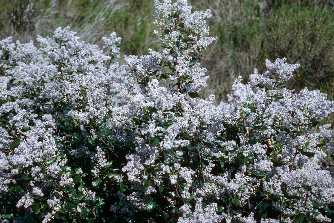 Ceanothus arboreus, CaÃ±ada de la Portezuela, Santa Cruz Island