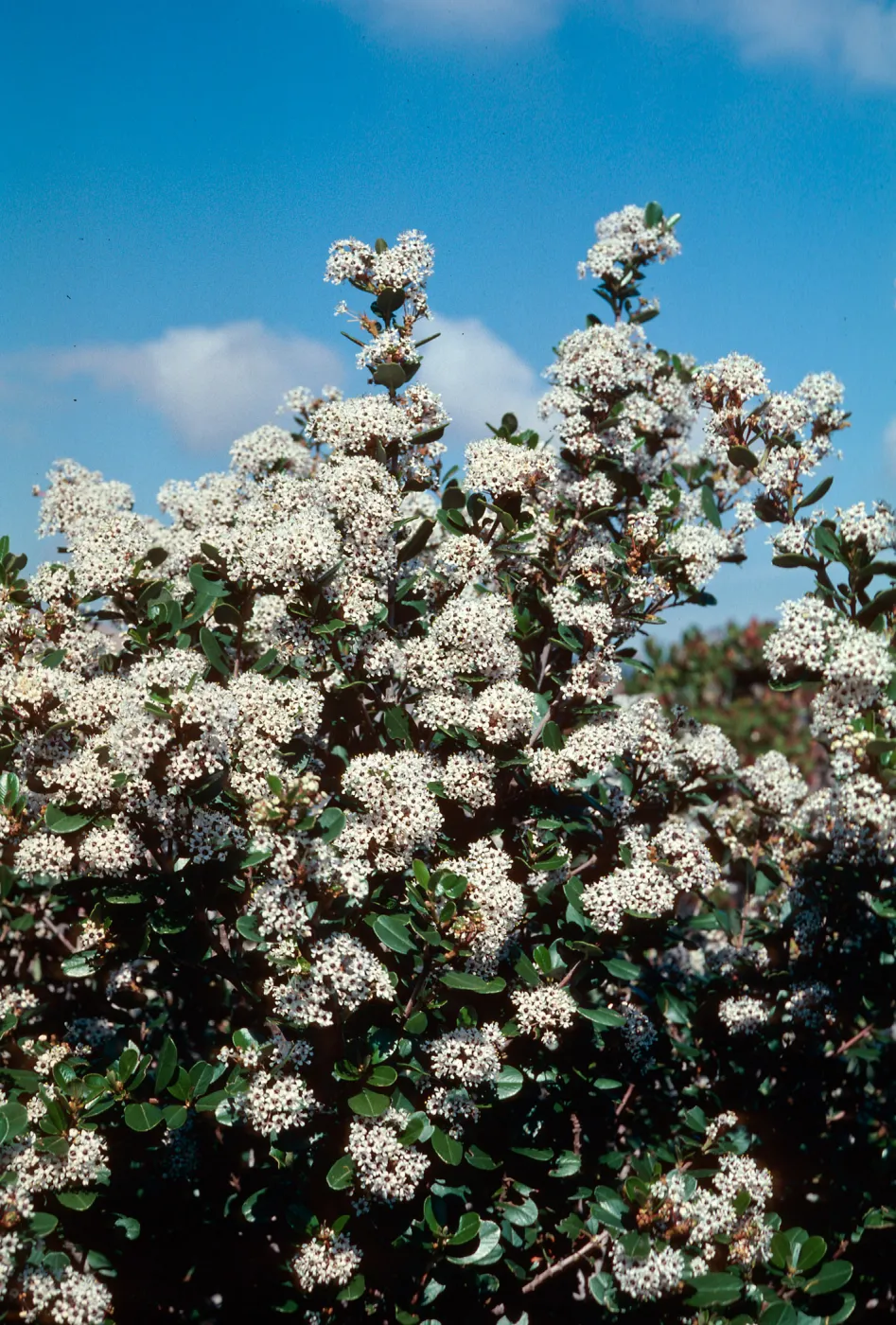 Ceanothus megacarpus, Santa Cruz Island