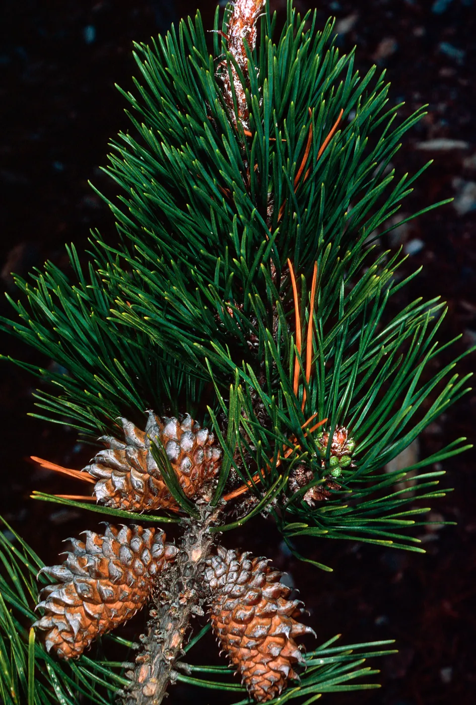 Pinus muricata, East Pines, Santa Cruz Island