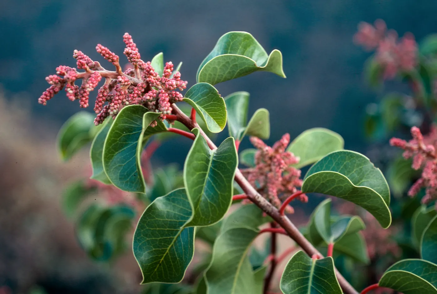 Rhus ovata, Islay Canyon, Santa Cruz Island