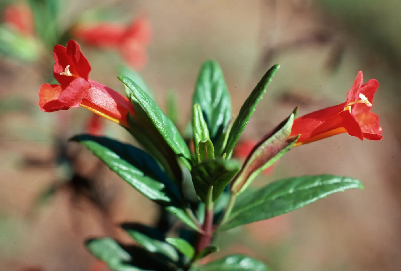 Diplacus parviflorus, head of Islay Canyon, Santa Cruz Island