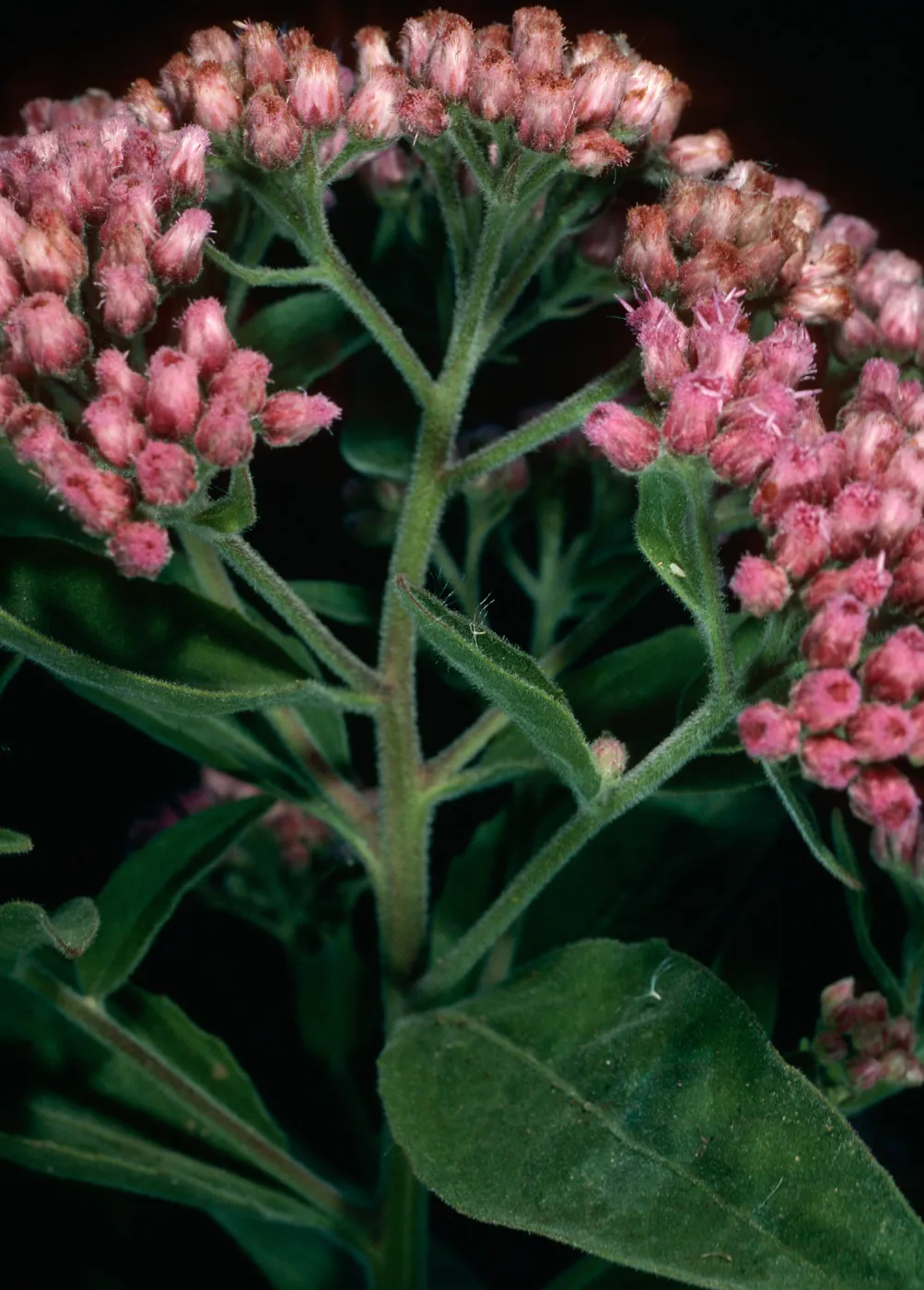 Pluchea odorata, lower Laguna Canyon, Santa Cruz Island