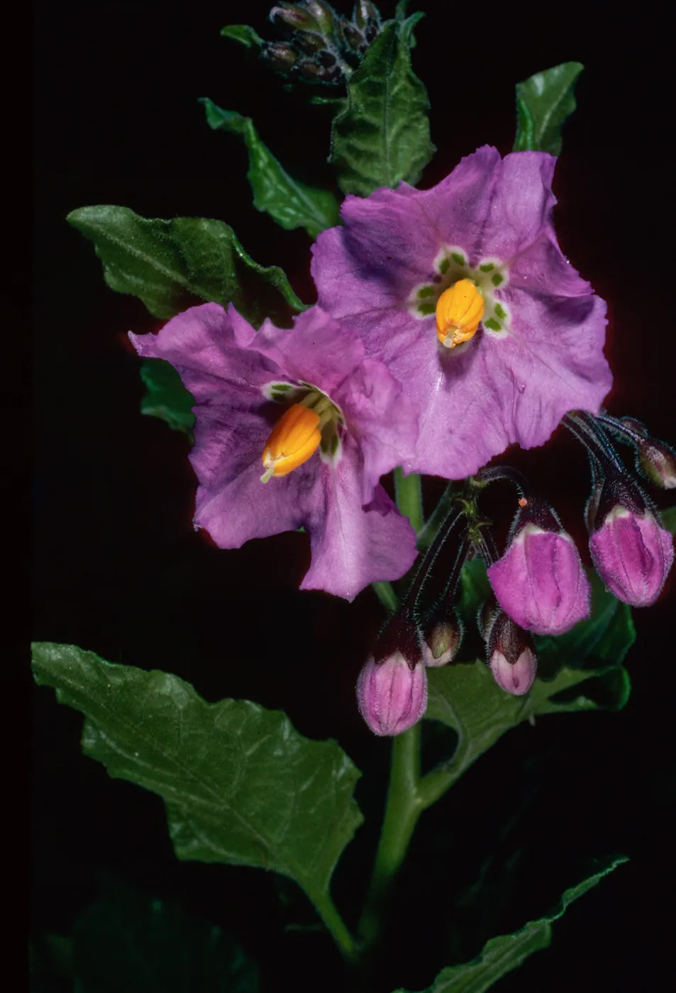 Solanum clokeyi, West of field station, Central Valley, Santa Cruz Island