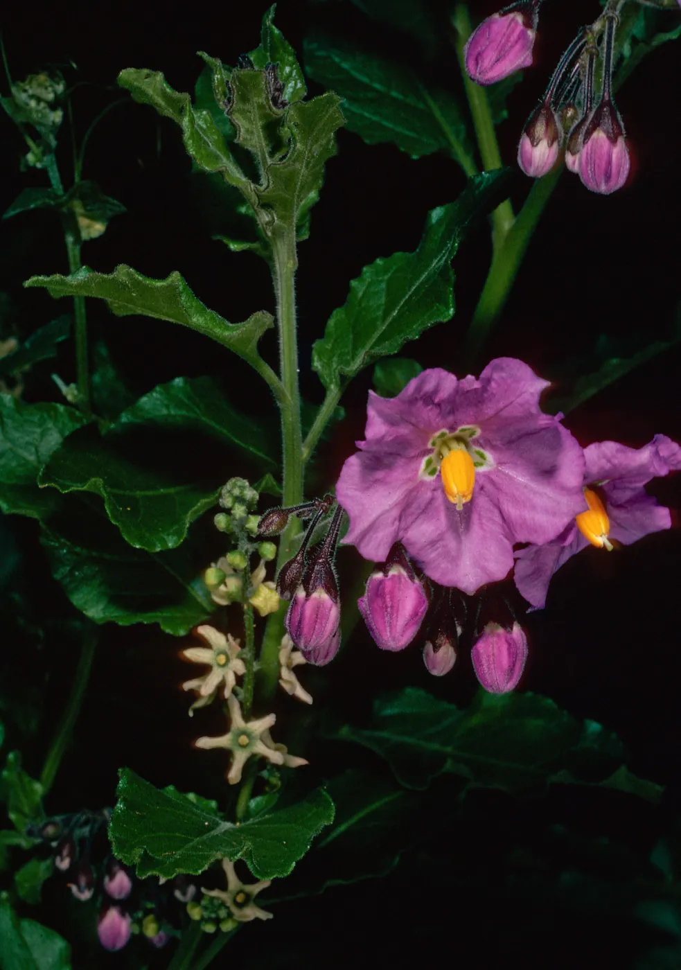 Solanum clokeyi, Marah, just West of field station, Santa Cruz Island