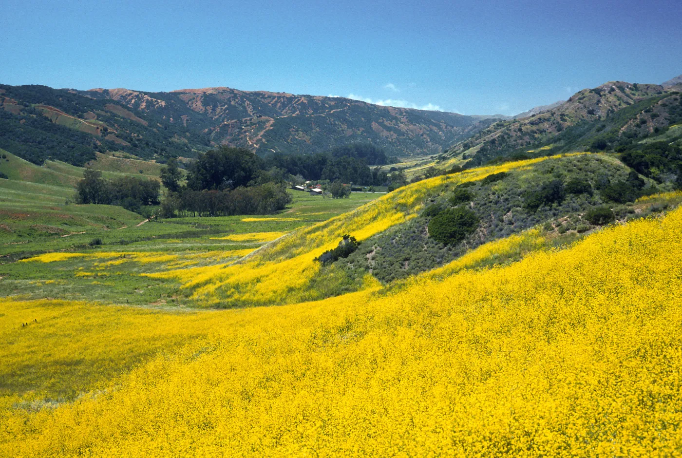 Brassica nigra, East of Stanton Ranch, Santa Cruz Island