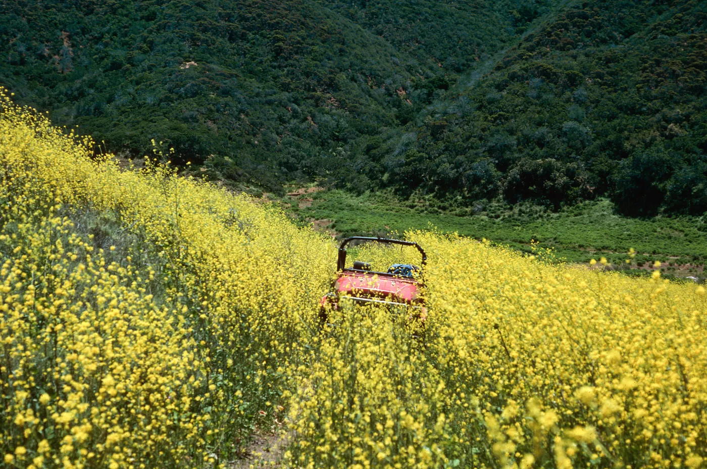 Brassica nigra, road to Valley Peak, Santa Cruz Island