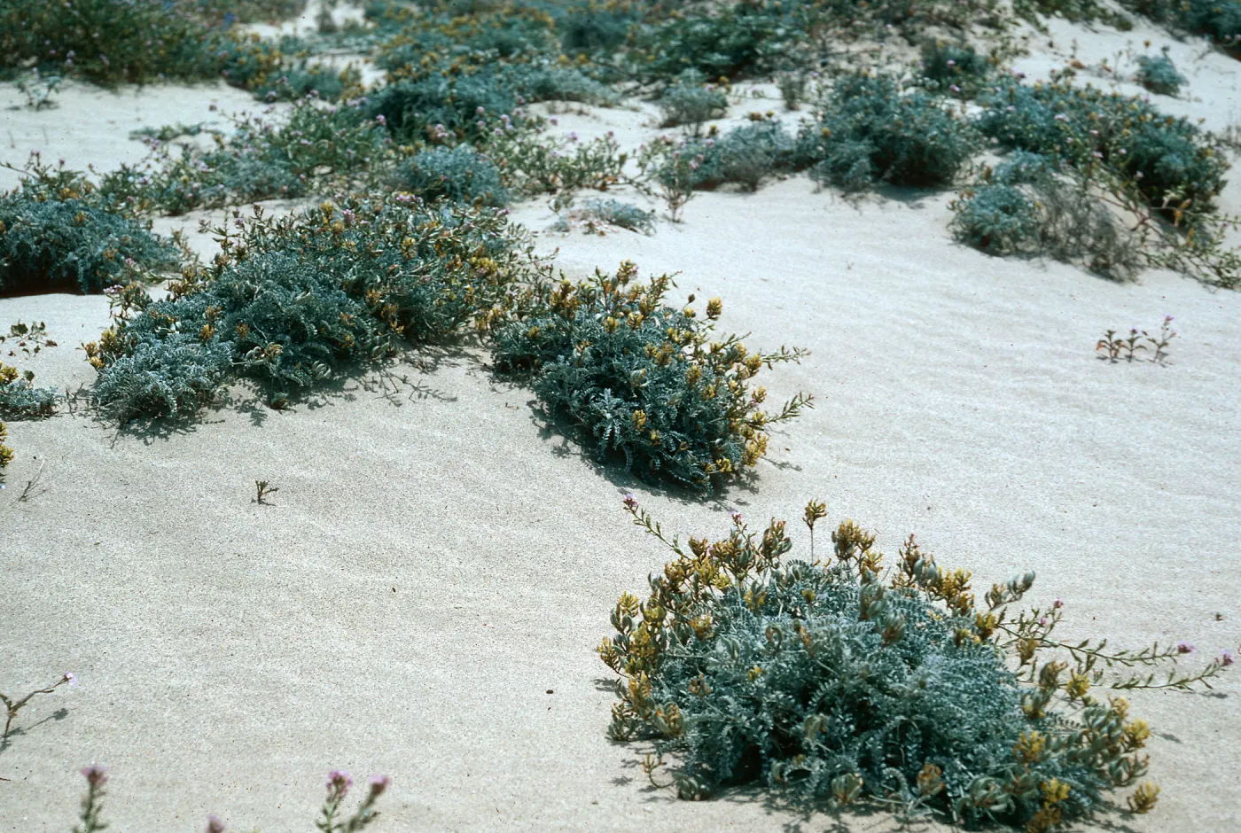 Astragalus traskiae, road to Red Eye Beach, Santa Cruz Island