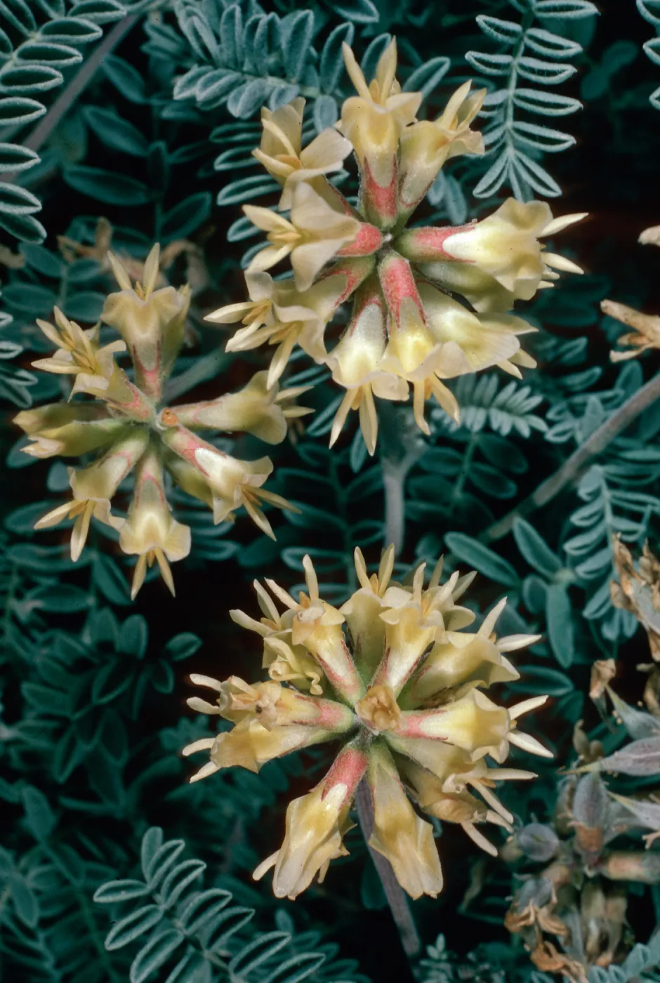Astragalus miguelensis, cove North of Forneys Cove, Santa Cruz Island