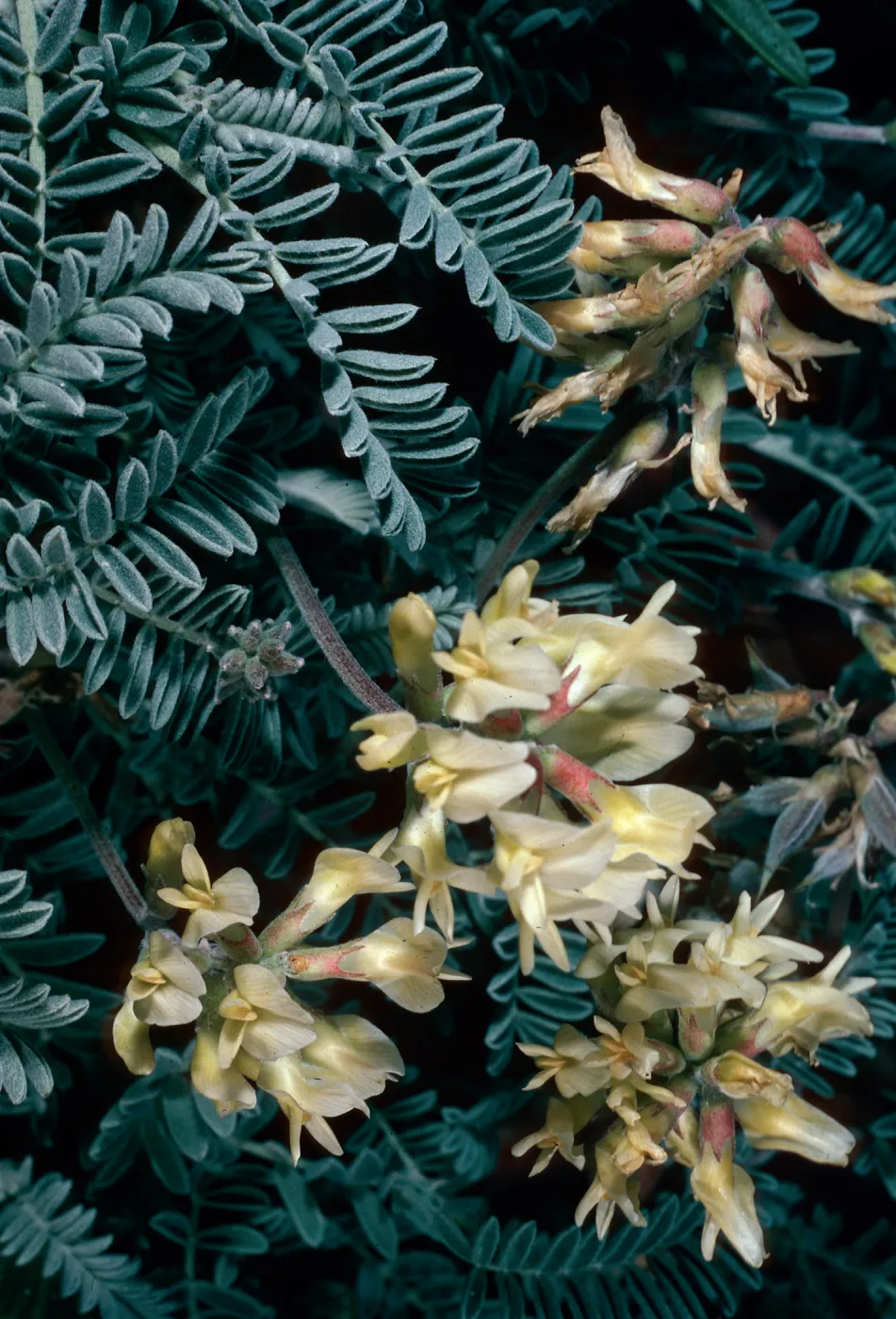 Astragalus miguelensis, cove North of Forneys Cove, Santa Cruz Island