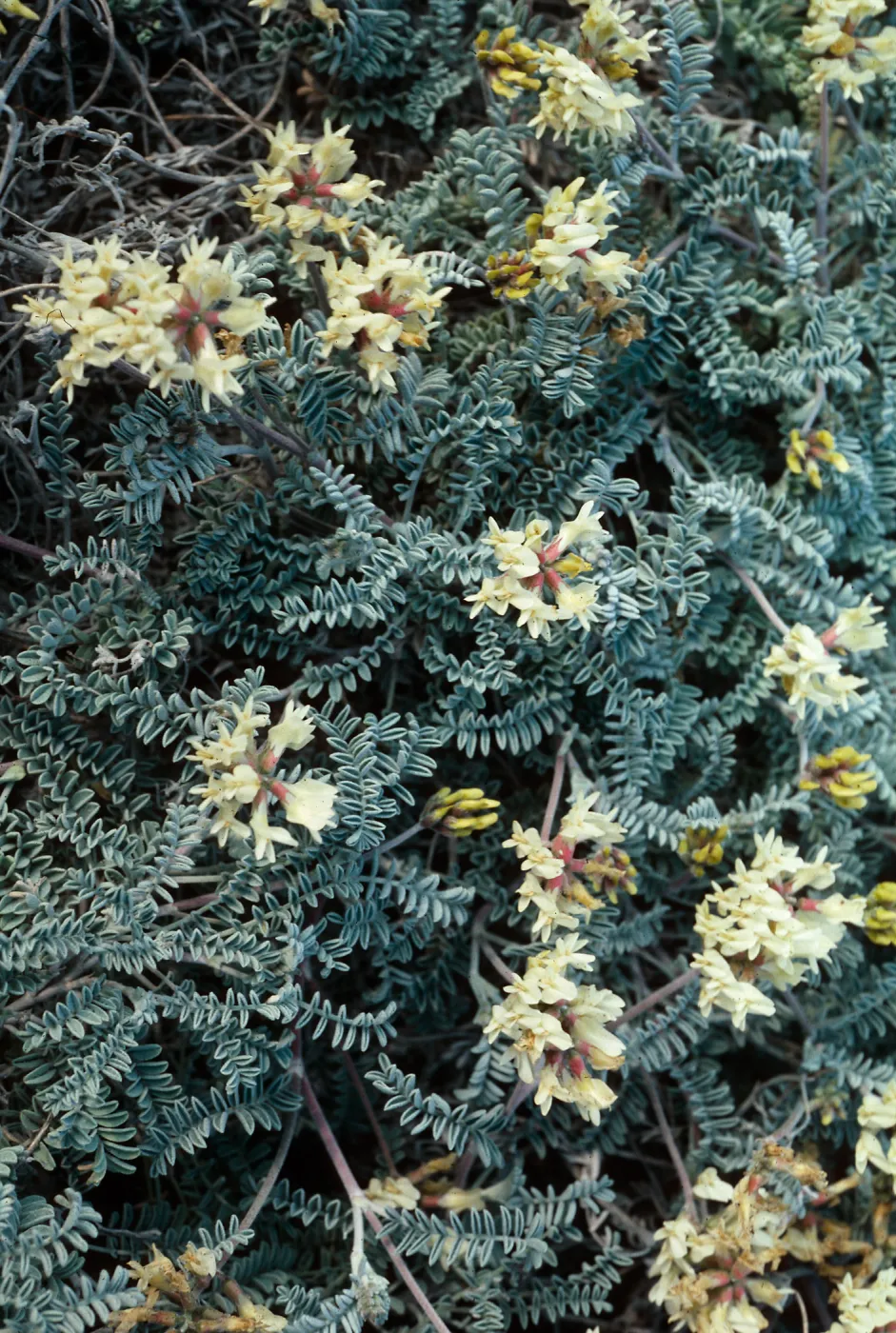 Astragalus miguelensis, Fraser Point peninsula, Santa Cruz Island