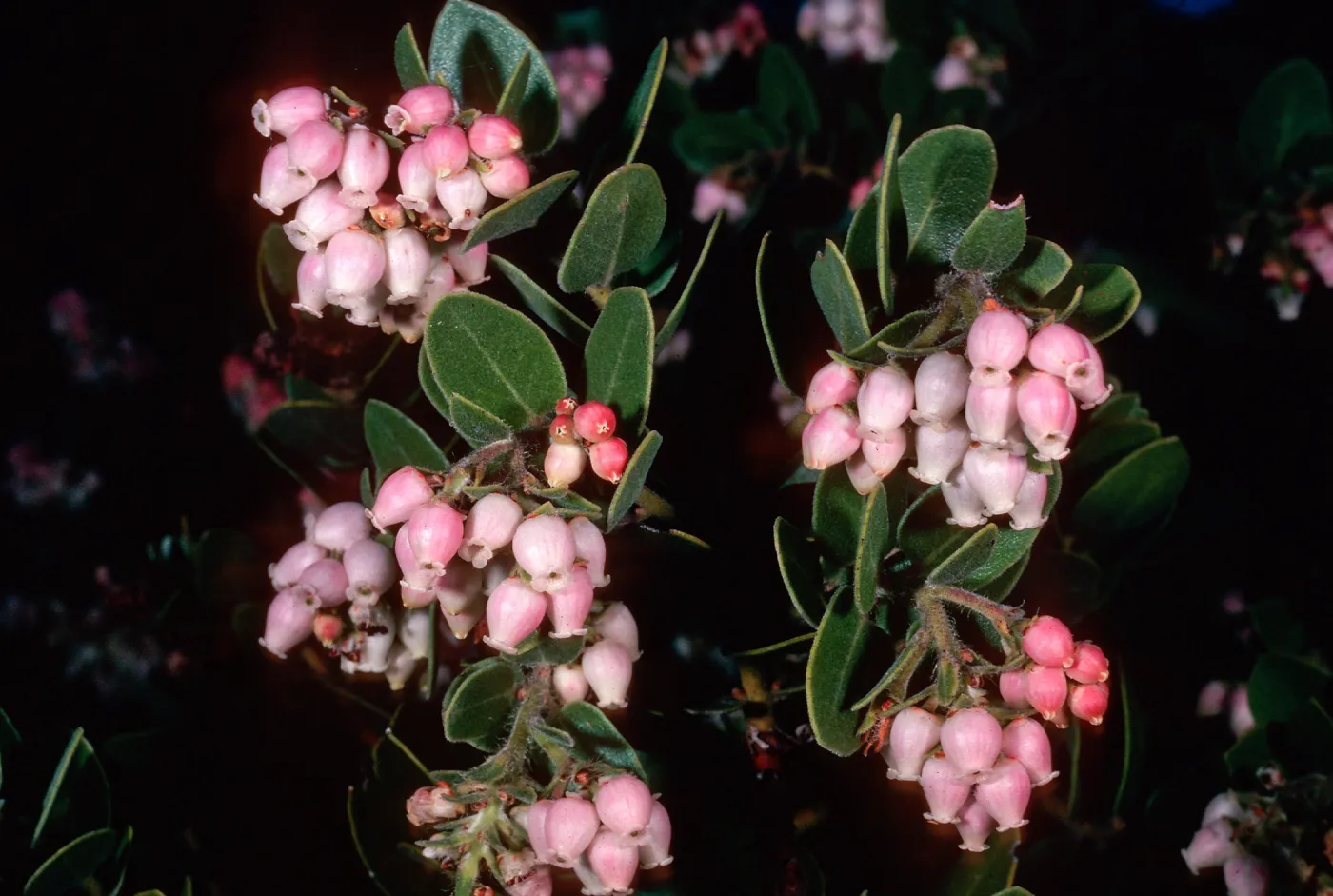 Arctostaphylos viridissima, Los PiÃ±os Del Sur, Santa Cruz Island