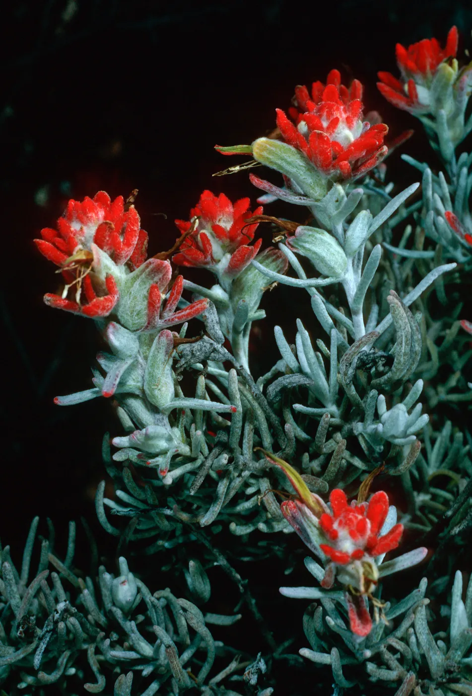 Castilleja hololeuca, SC-2198, Santa Cruz Island