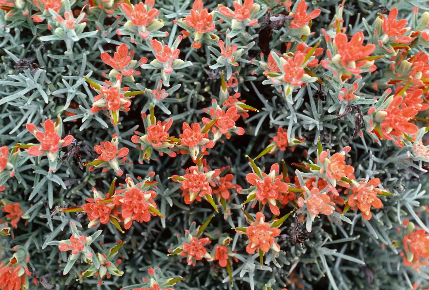 Castilleja hololeuca, East of Valley Anchorage, Santa Cruz Island