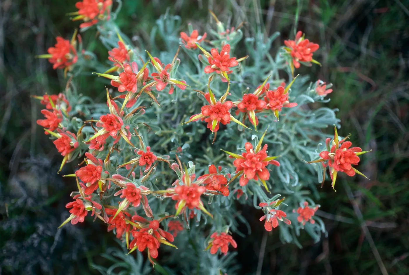 Castilleja hololeuca, offshore side west of Sandstone Point, Santa Cruz Island