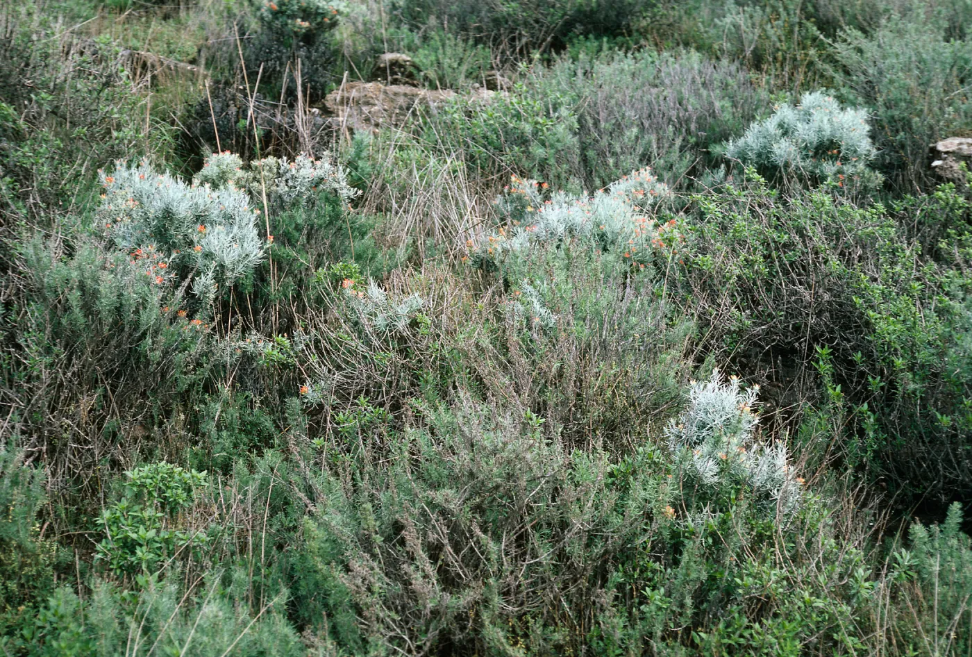 Castilleja hololeuca, in coastal sage scrub, Valley Anchorage, Santa Cruz Island