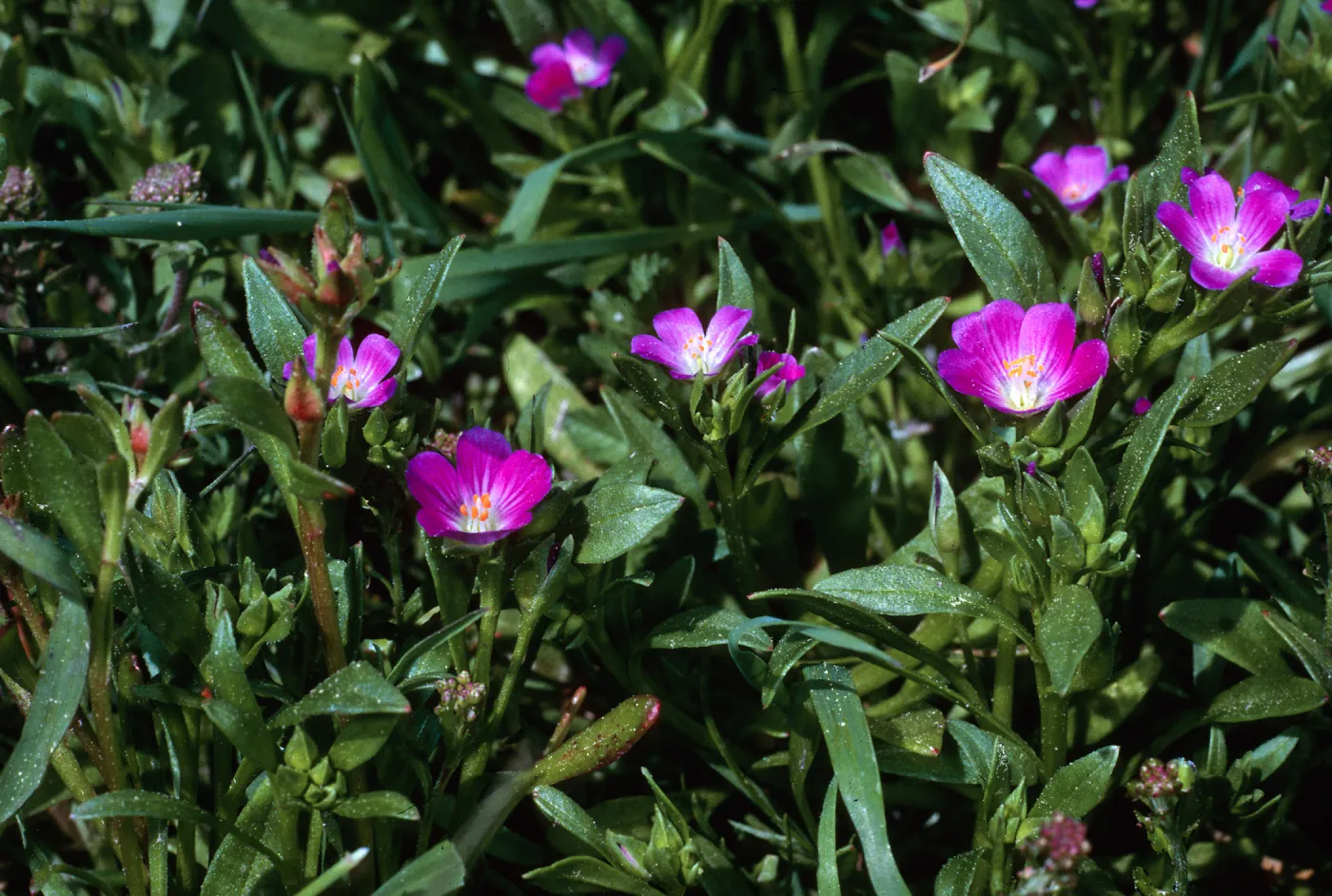 Calandrinia ciliata, Sierra Blanca Ridge, Santa Cruz Island