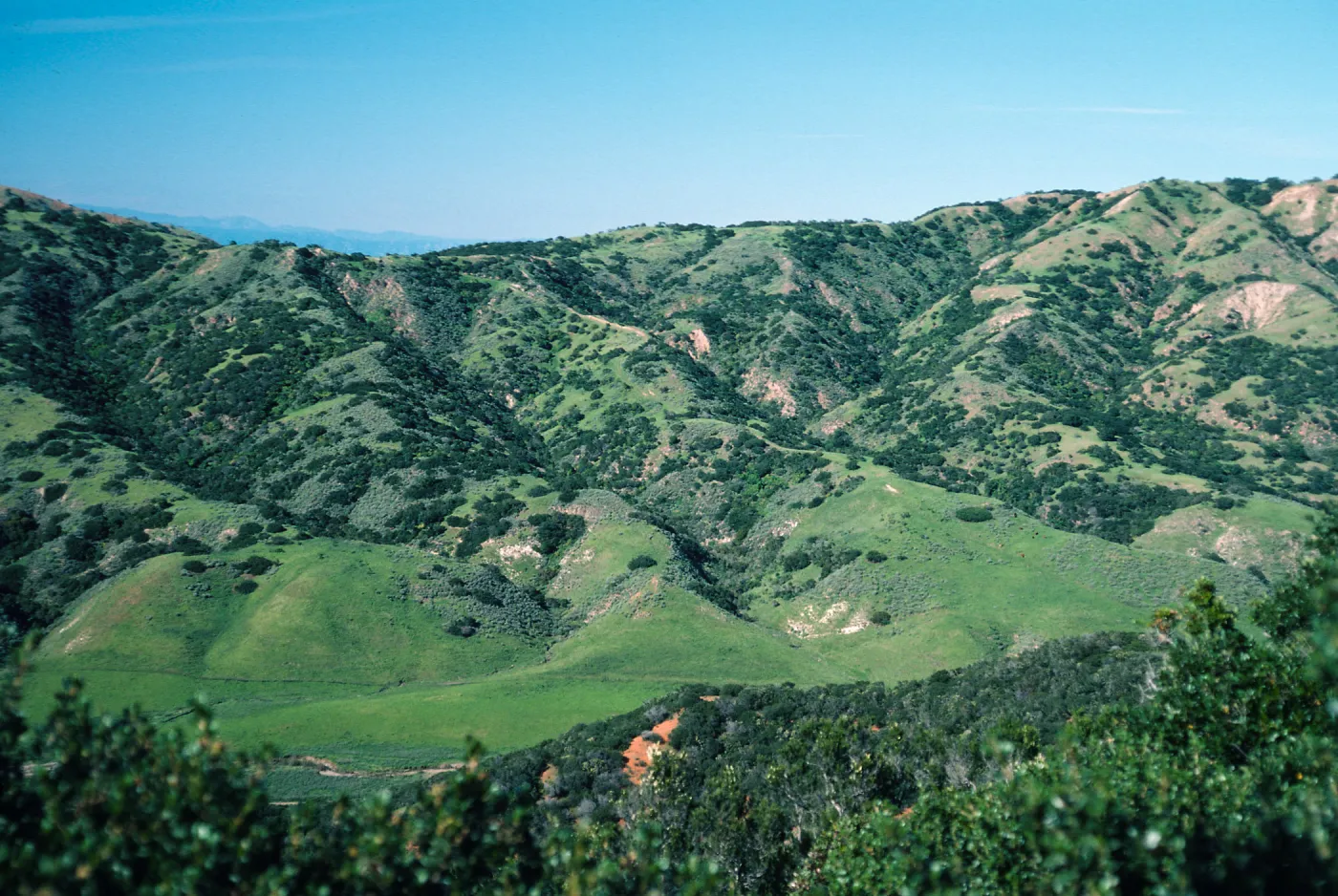 Coastal sage scrub/chaparral, north of Stanton Ranch, Santa Cruz Island