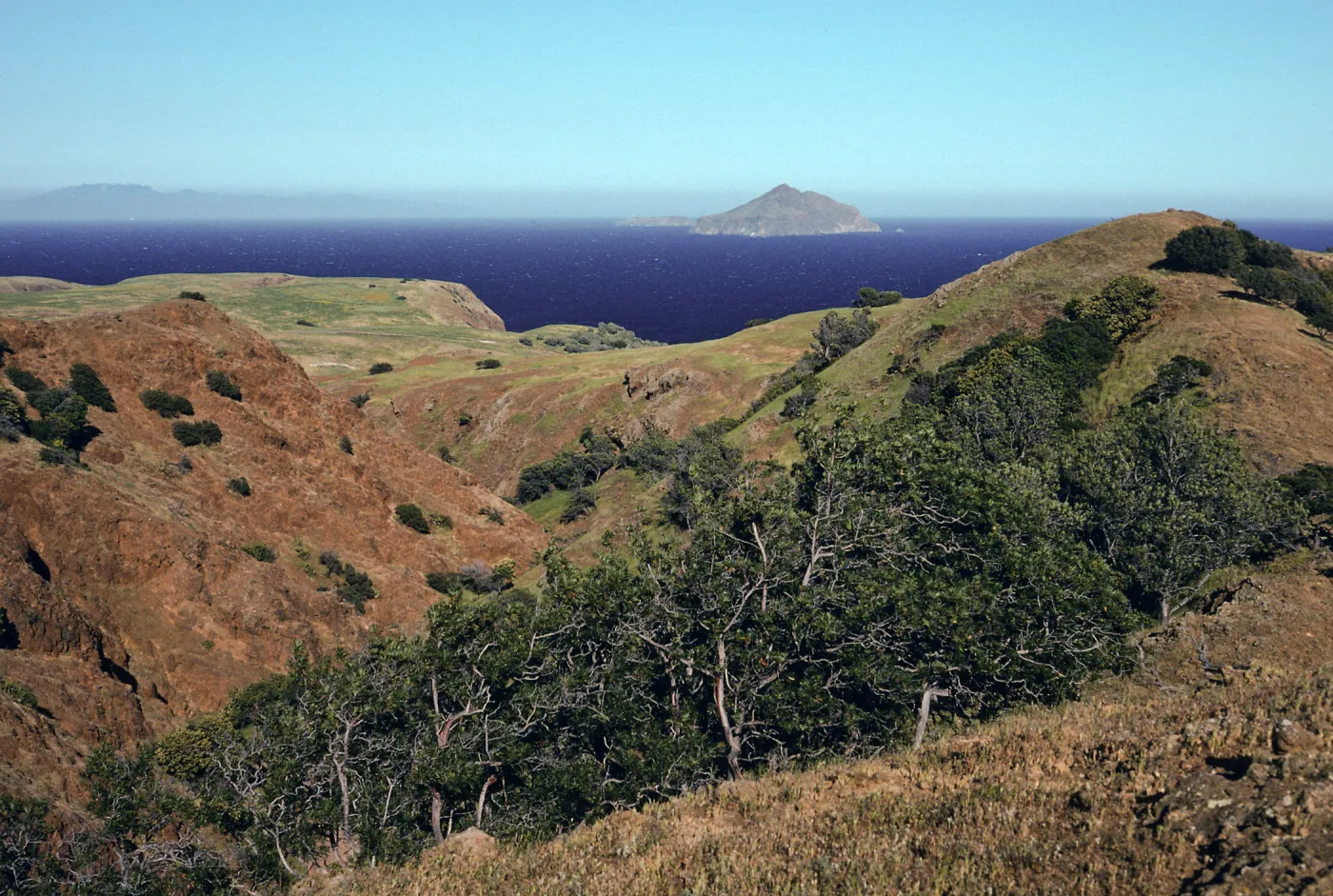 Lyonothamnus, Upper Smugglers Canyon, Santa Cruz Island