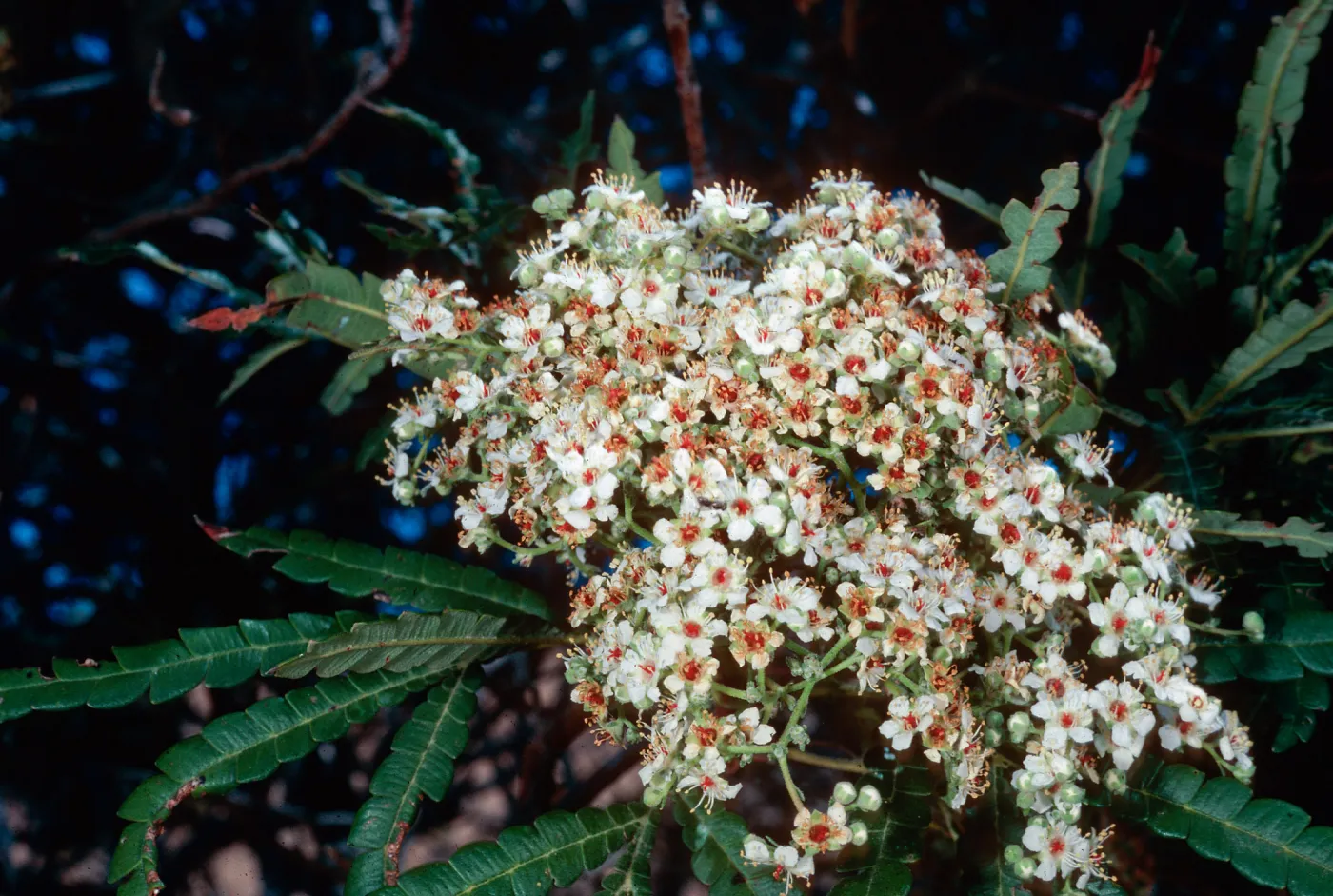 Lyonothamnus, Santa Cruz Island