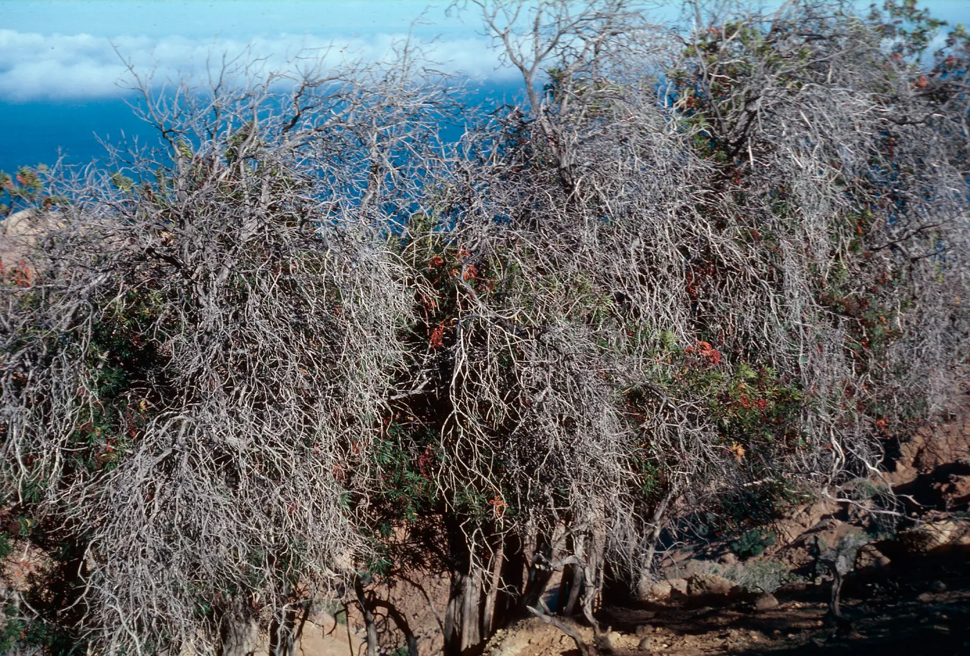 Lyonothamnus grove #163b, 1 miles east of PK 2113 on north side, Santa Cruz Island