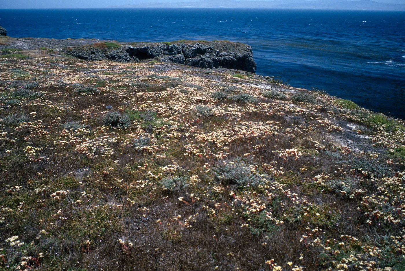 Dudleya nesiotica, Fraser Point, Santa Cruz Island