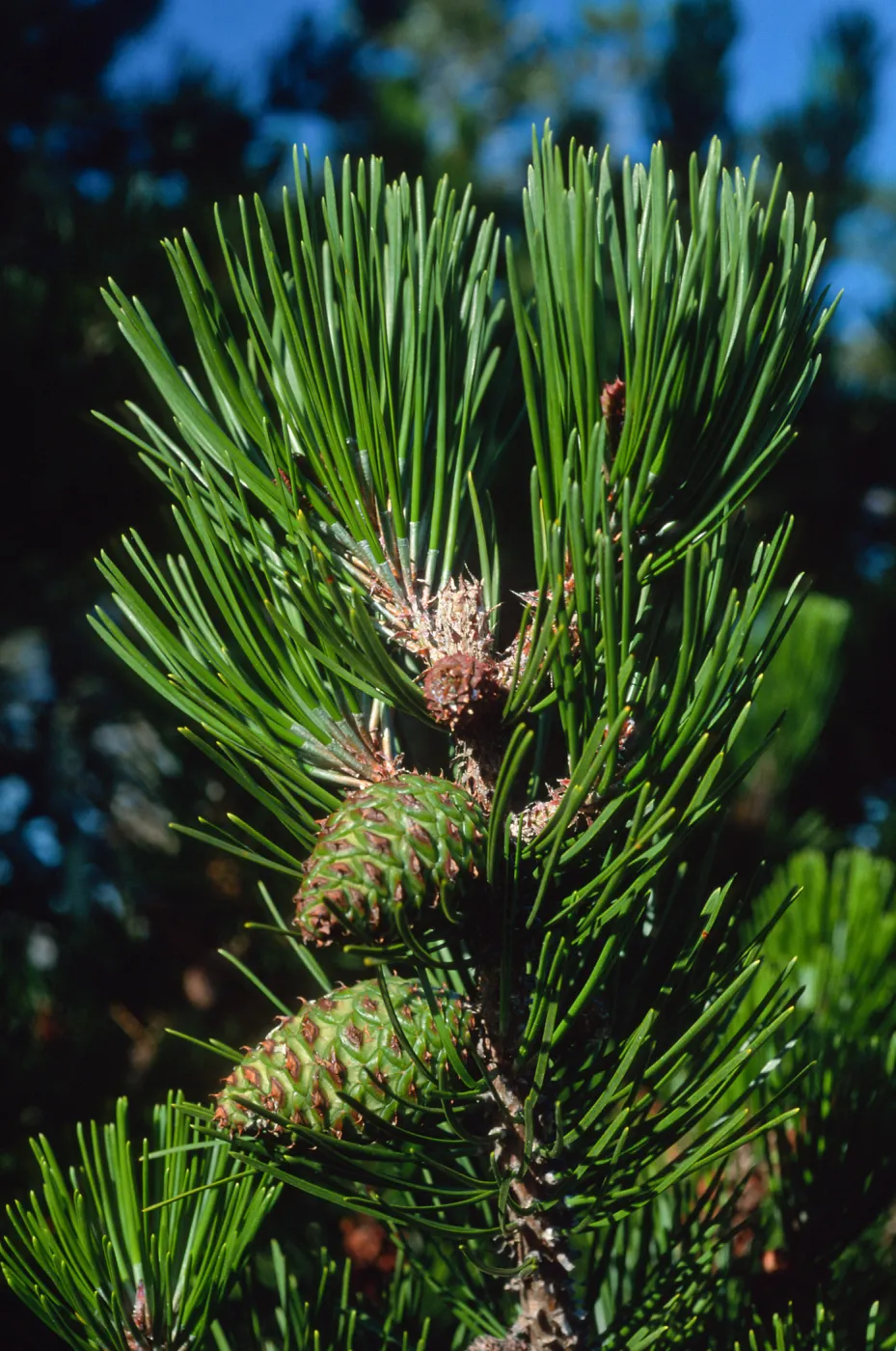 Pinus remorata, Christy Pines, Santa Cruz Island