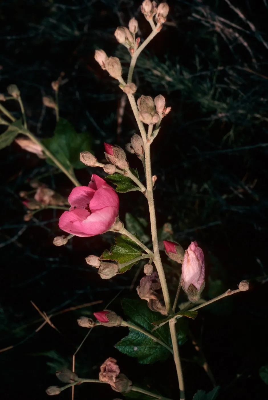 Malacothamnus, Christy Ranch, Santa Cruz Island