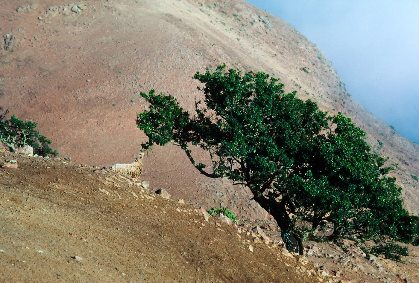 sheep, ridgetop near Alta 2, Santa Cruz Island